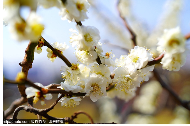 111处公园赏花片区来了 快3