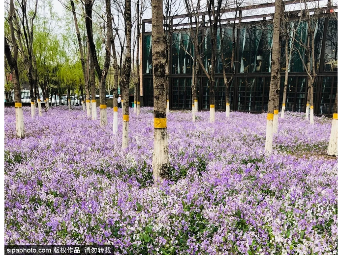 万万没想到 北京还有这么大片的紫色花海 简直美醉 北京旅游网