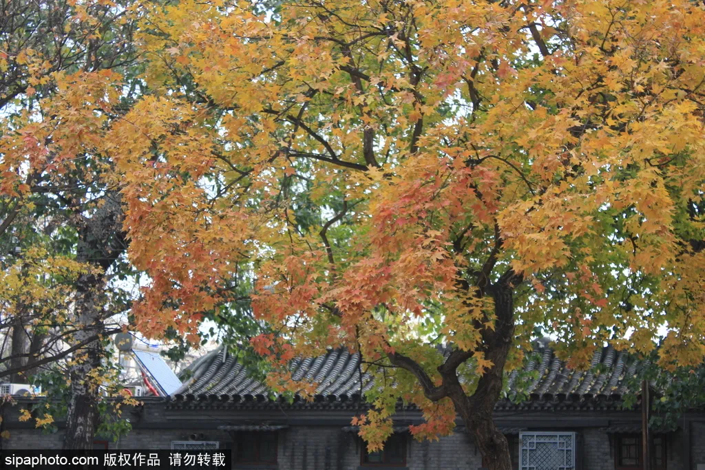 不必跋山涉水 咱家门口这18家免费公园 就藏着 小苏杭 小奈良 北京旅游网