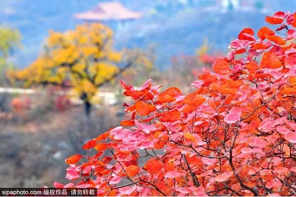 再不去玩就晚了 北京秋游倒计时 爬 山 赏叶 观鸟 随便你怎么嗨 北京旅游网