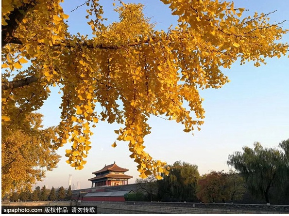 红墙边流连忘返。2.弘义阁流光溢彩，雕梁画栋，在斗拱飞檐间邂逅秋日。