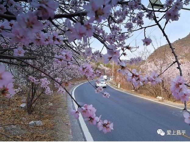 桃の花に包まれた北京郊外の美しい道路 北京観光の公式サイト 北京旅行網 北京市文化観光局が管理 運営する非営利的なウェブサイト