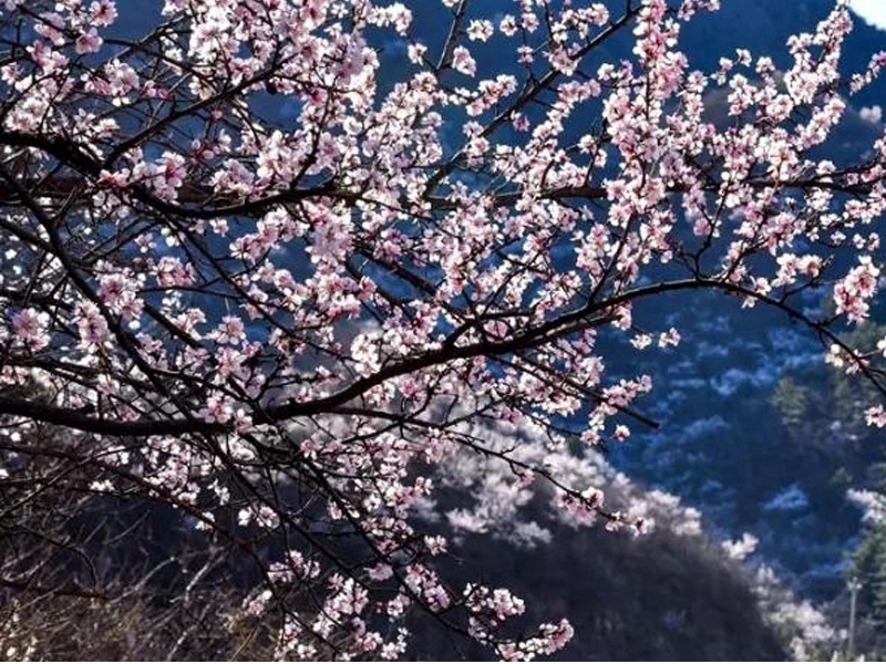 京郊登山步道赏花 长峪城登山步道 北京旅游网