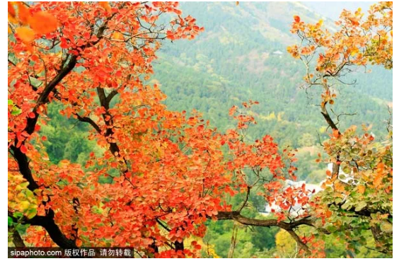 北京秋季赏叶指南 16处赏秋地 什么时候看 怎么看 这里统统有 北京旅游网