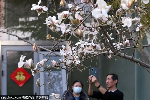 快看 京城第一株玉兰花开 春风十里纸鸢飞的日子还会远吗 环游号