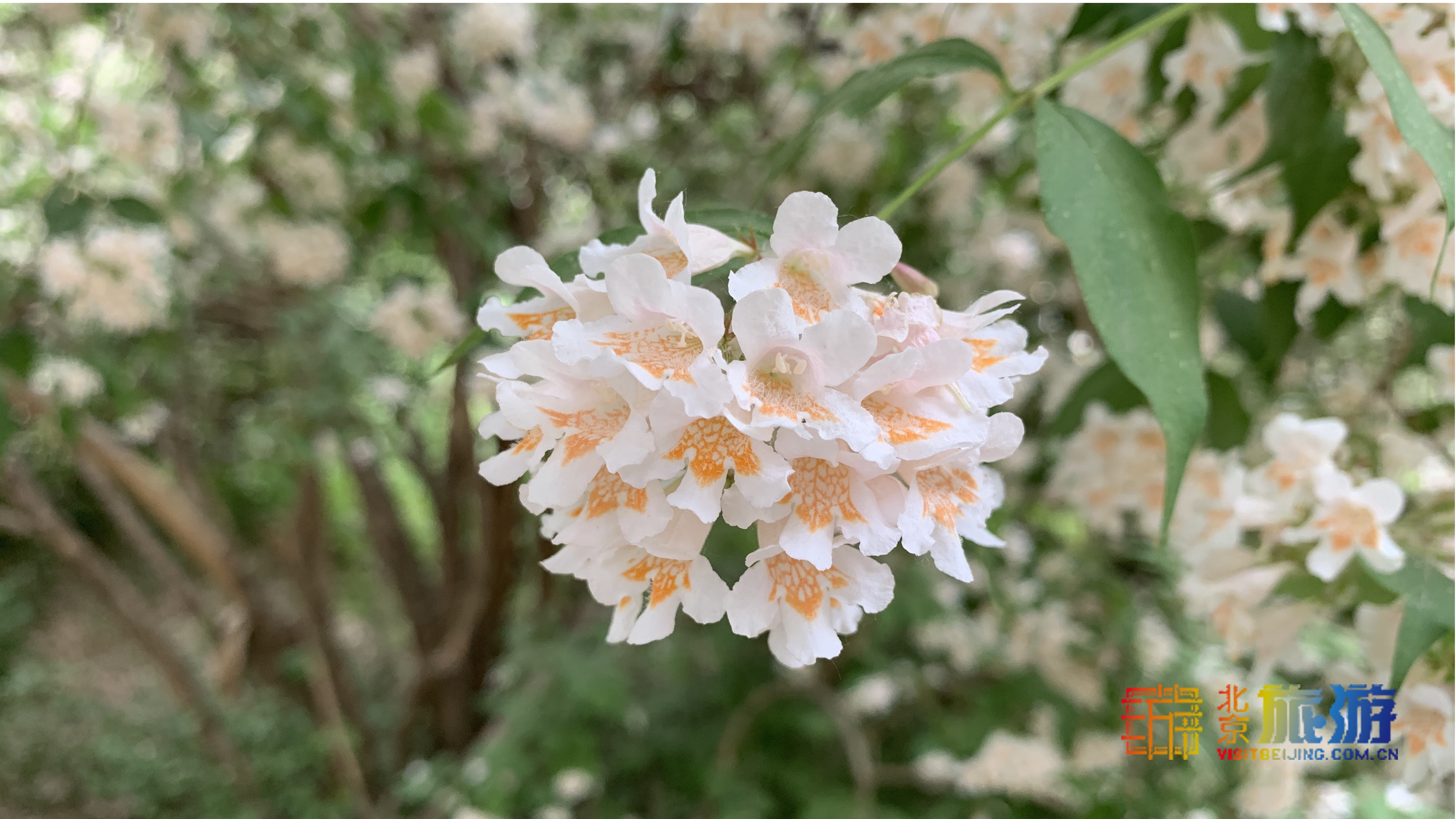 初夏にお花見 中国科学院植物研究所で鍾馗空木が満開 北京観光の公式サイト 北京旅行網 北京市文化観光局が管理 運営する非営利的なウェブサイト