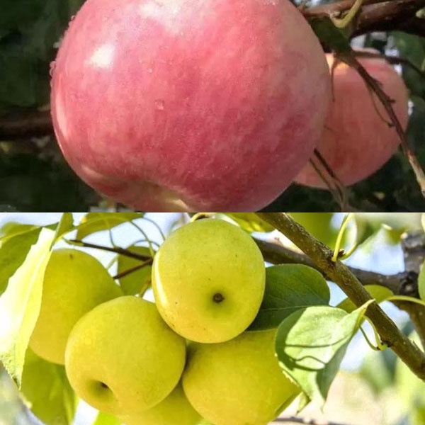 가을 수확, 배와 사과 채집