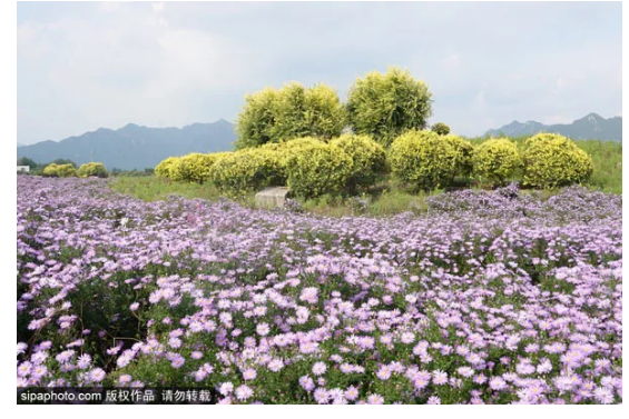 免费 京郊这片网红花海又开了 再不去就晚了 北京旅游网