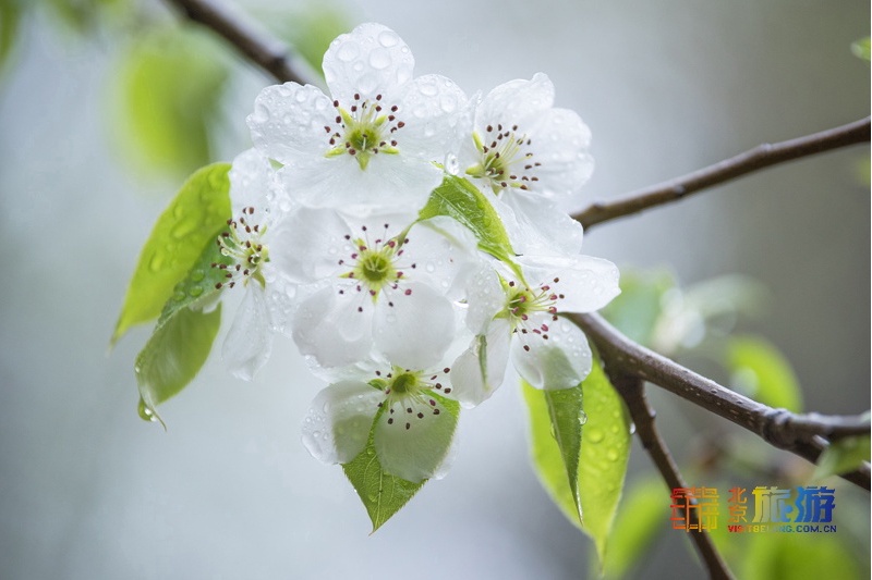 花の香が漂う北京を歩く旅 梨の花篇 北京観光の公式サイト 北京旅行網 北京市文化観光局が管理 運営する非営利的なウェブサイト