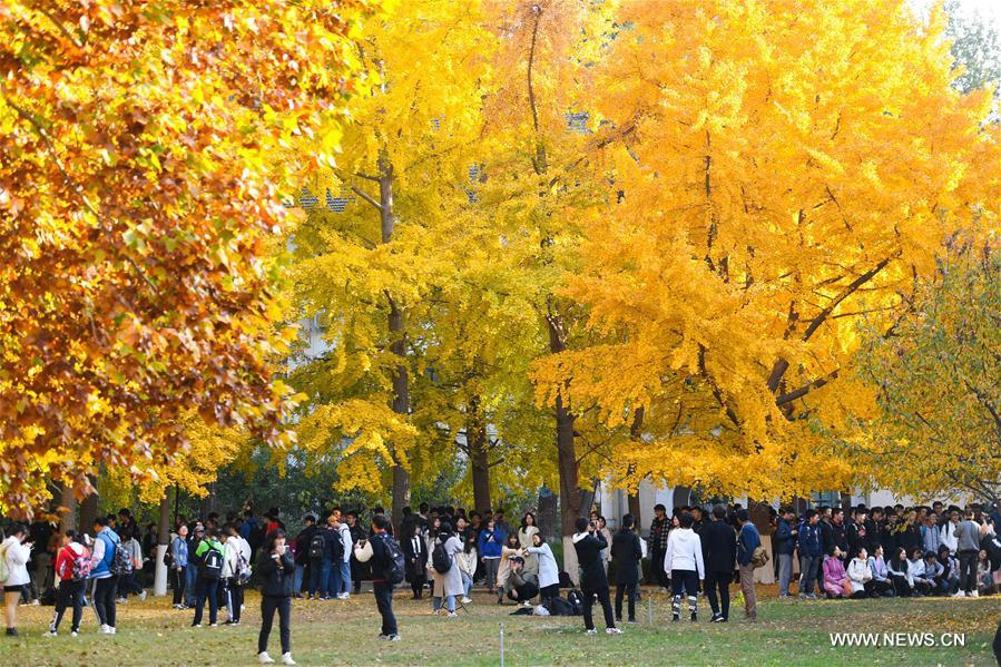 Students enjoy autumn scenery at University of Science and Technology Students enjoy autumn scenery at University of Science and Technology