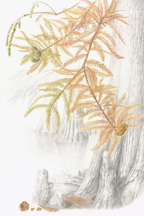 植物云科普丨植物绘画艺术展