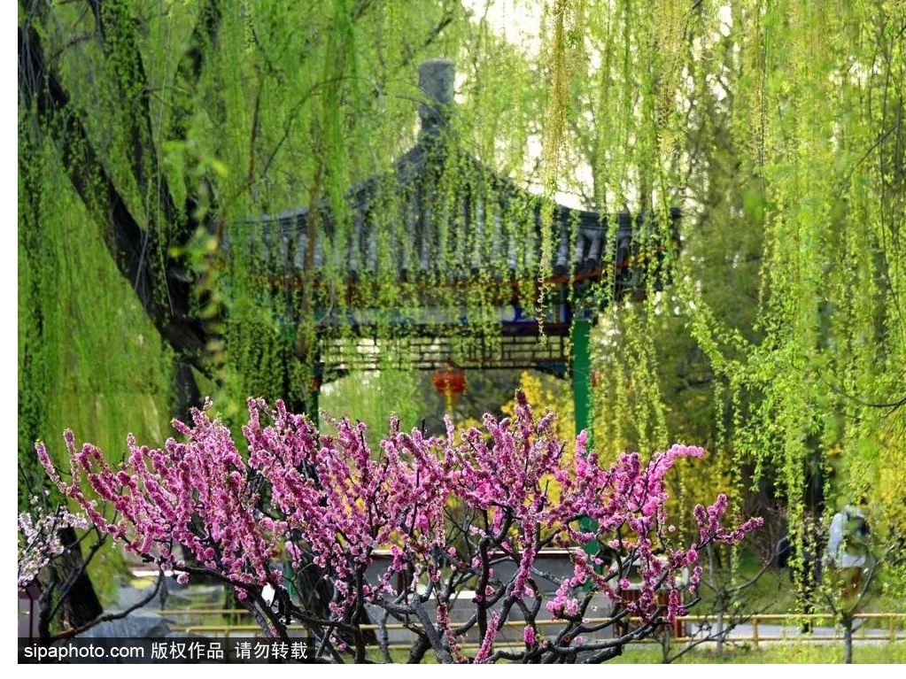 圆明园第二十六届踏青节开幕，古丁香迎盛花期，游客可泛舟赏景