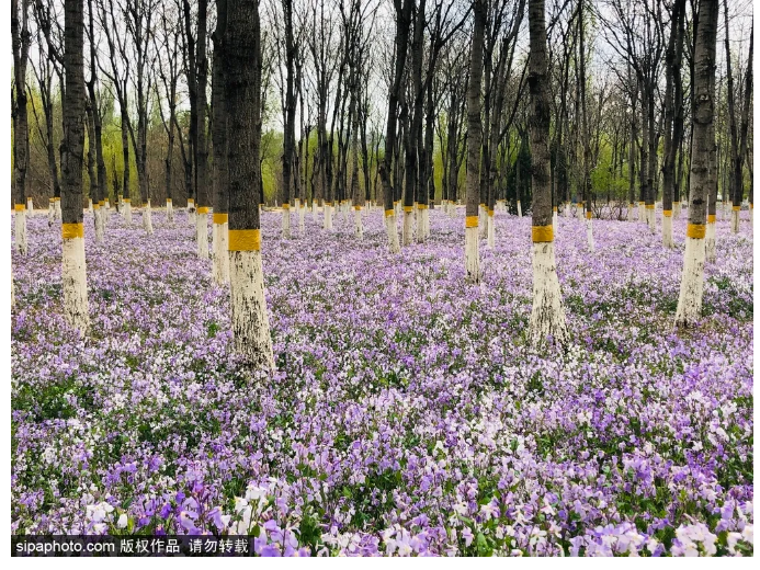 万万没想到 北京还有这么大片的紫色花海 简直美醉 北京旅游网