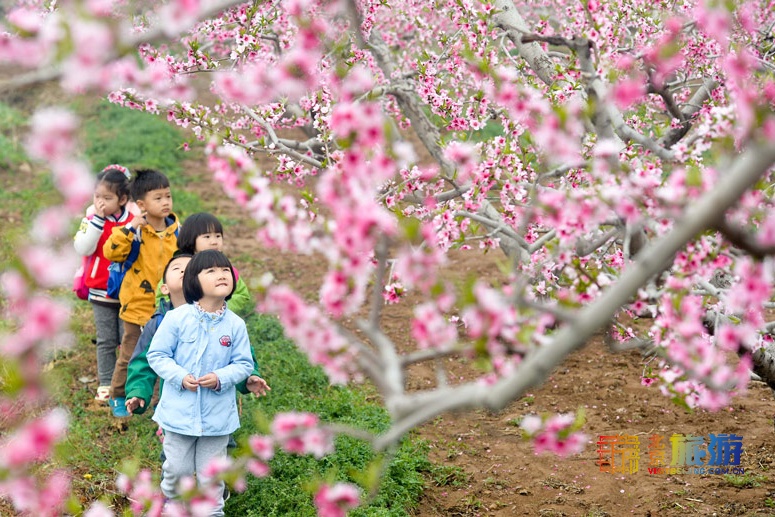 北京平谷第二十三届桃花节4月4日开幕 花海徜徉乐享休闲 北京旅游网