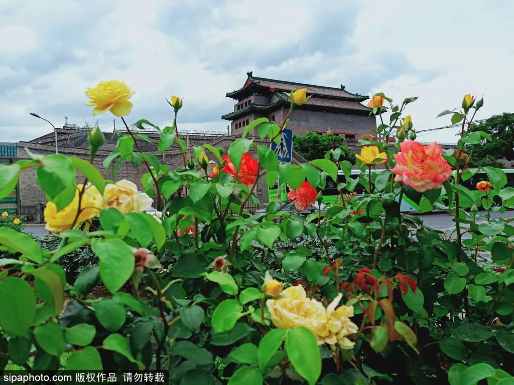 太实用了 北京初夏浪漫赏花手册 五月花神 霸气登场 大多数居然都免费 北京旅游网