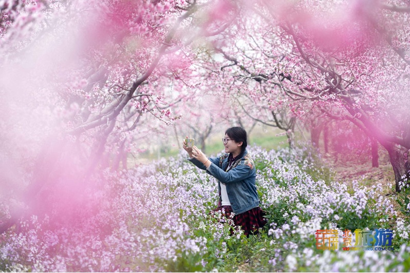 北京平谷第二十三届桃花节4月4日开幕 花海徜徉乐享休闲 北京旅游网