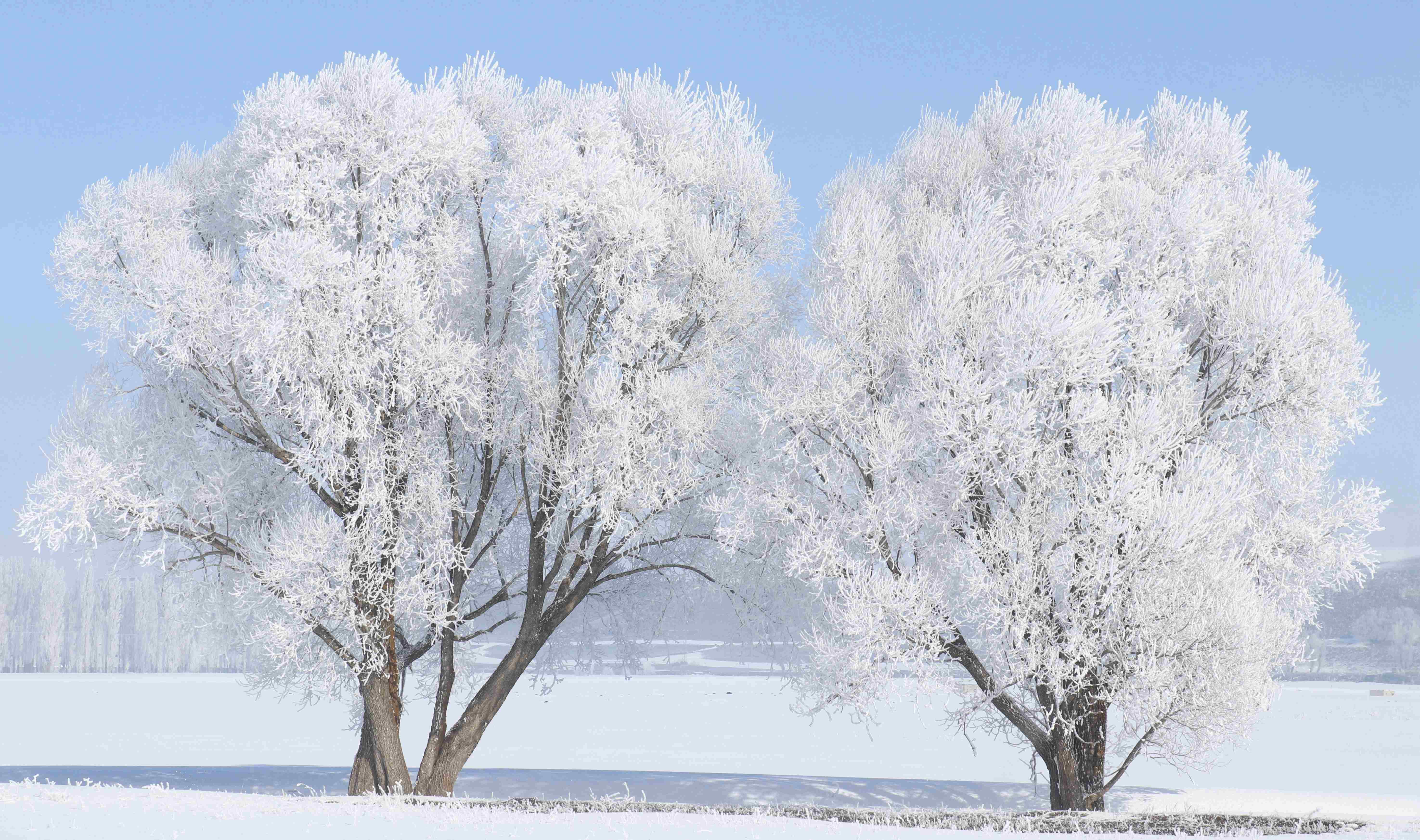 土耳其冬日树木结满白霜 宛如白色童话世界