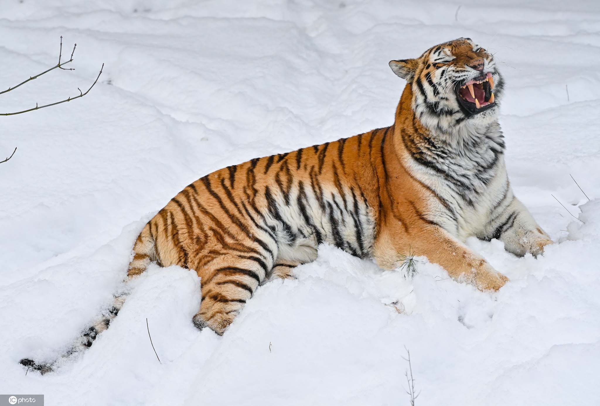德国动物园西伯利亚虎雪中展露霸气