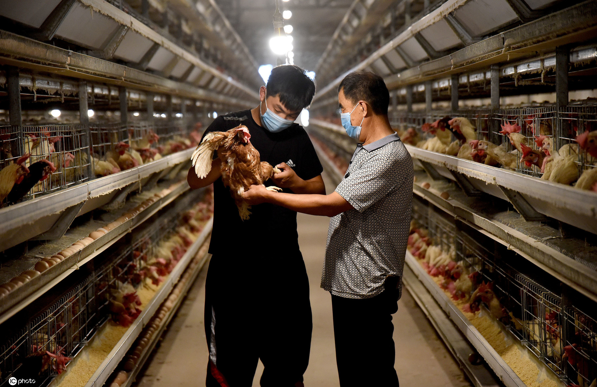 河北邯郸:规模化养鸡助农增收