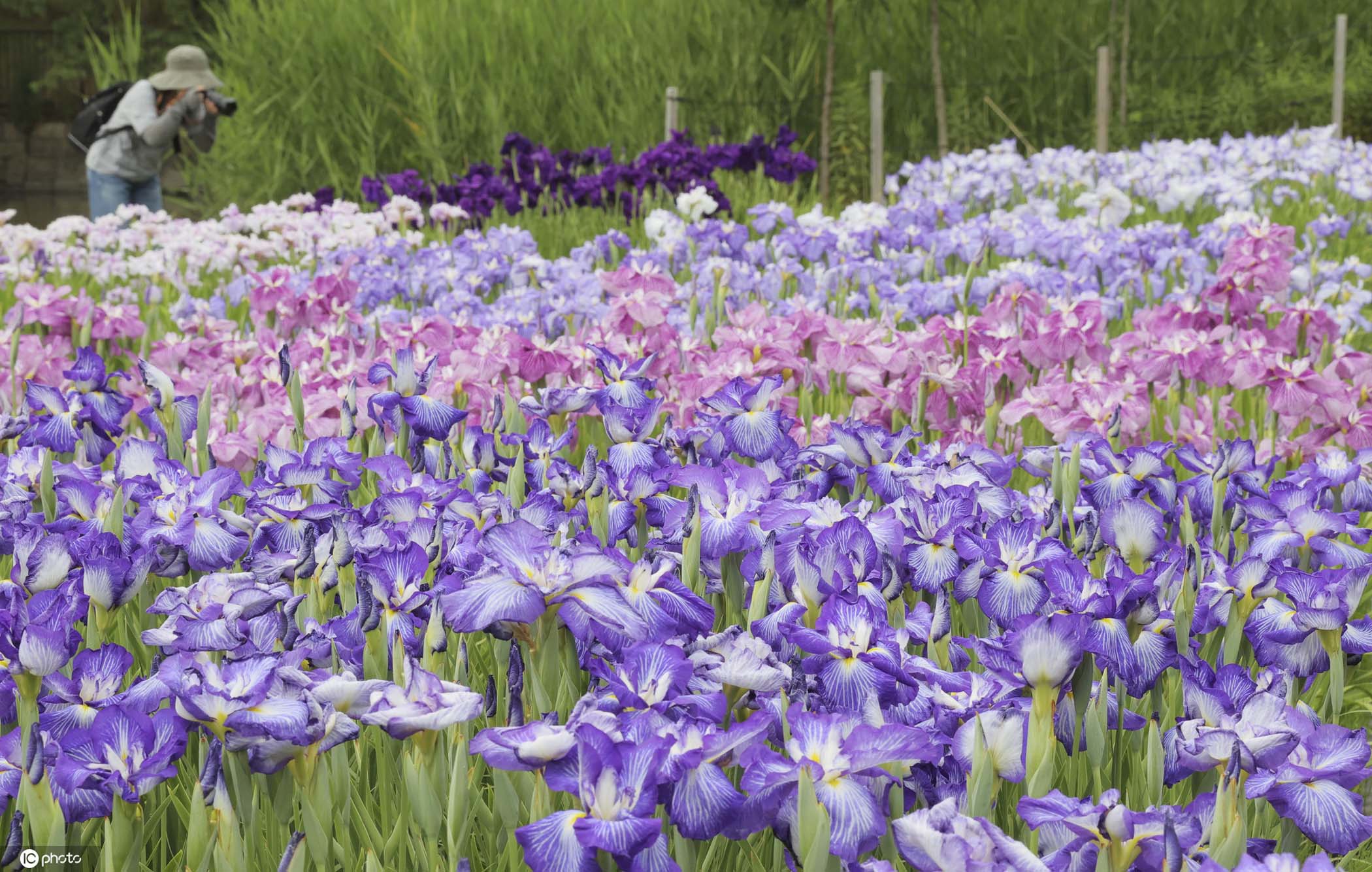 日本鸢尾花盛开 夏日紫色小花清新淡雅
