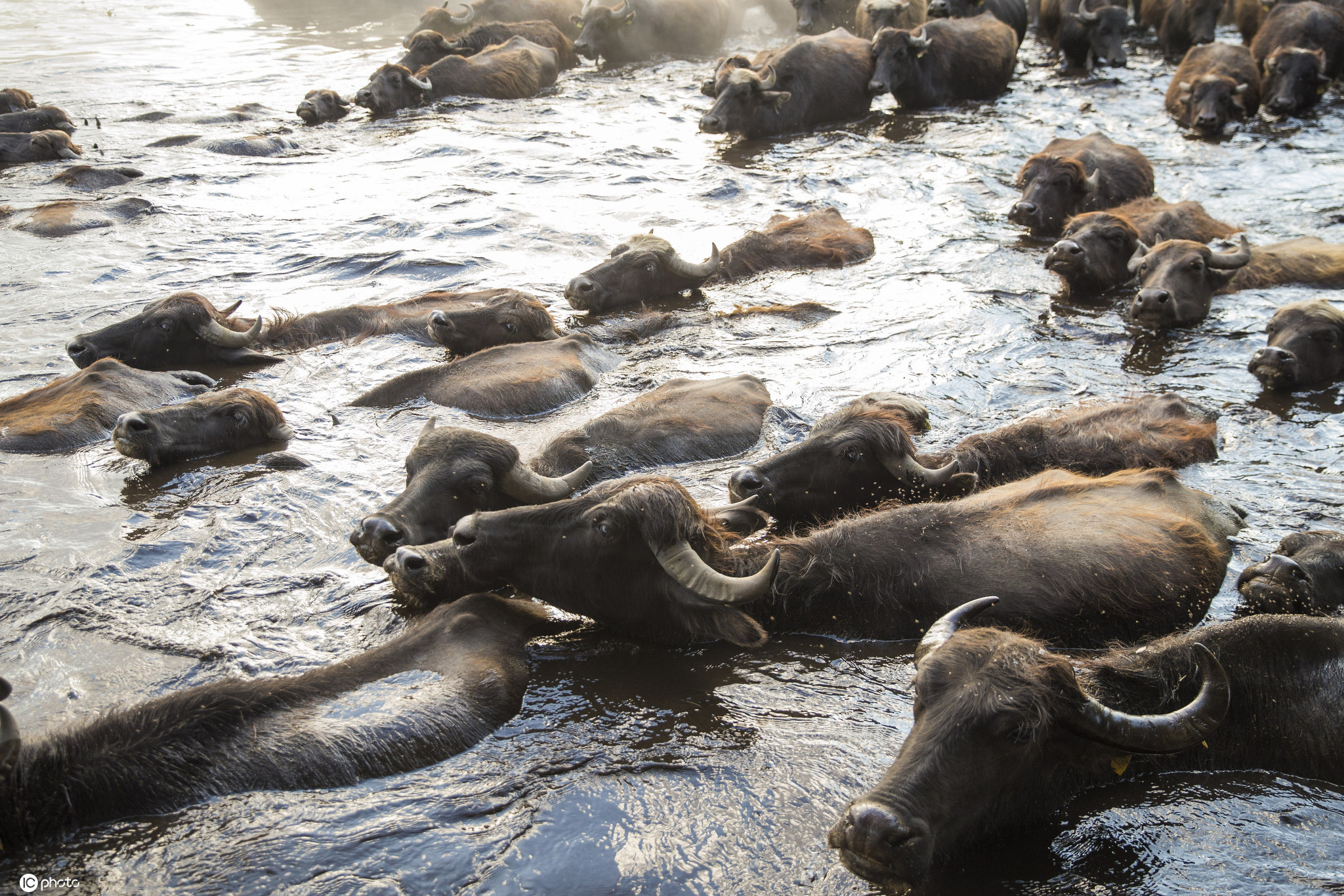 土耳其盛夏高温水牛扎堆泡澡降温画面壮观