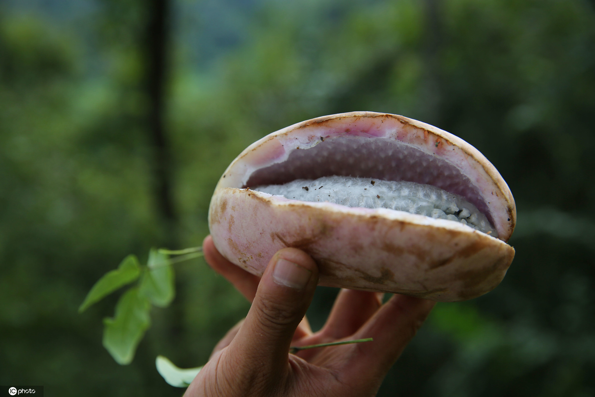 果形似猪腰,这样的珍稀野果子你吃过没