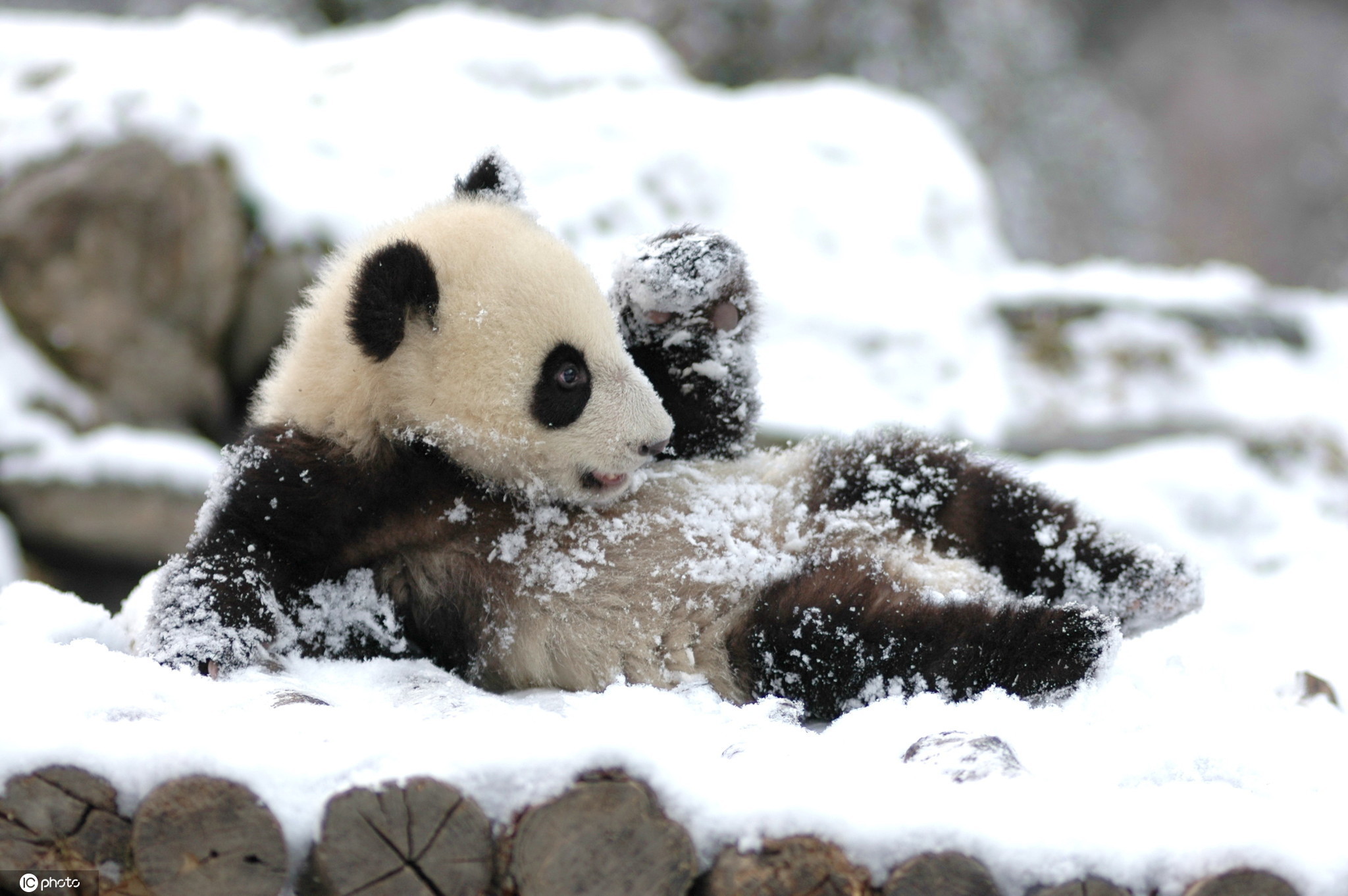 小熊猫图片雪地图片