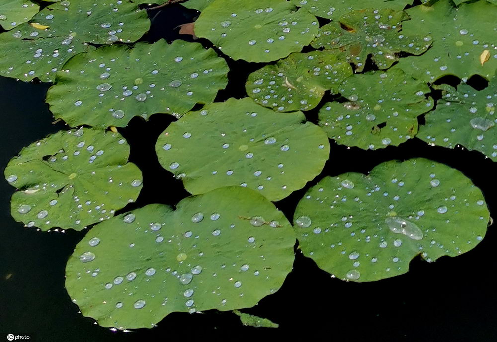 北京雨後夏荷別樣美大珠小珠落