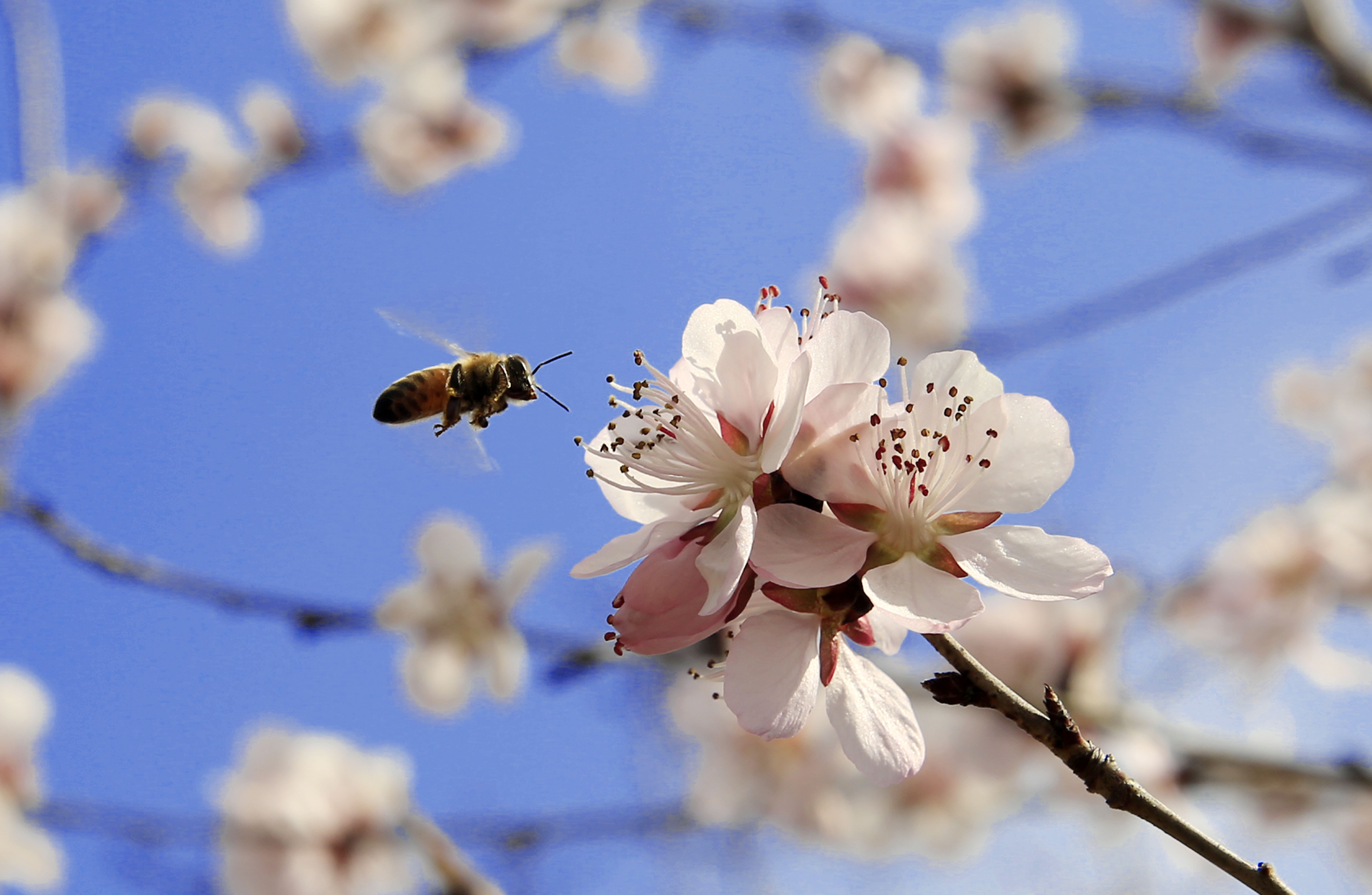 山西运城:春日花艳蜜蜂恋