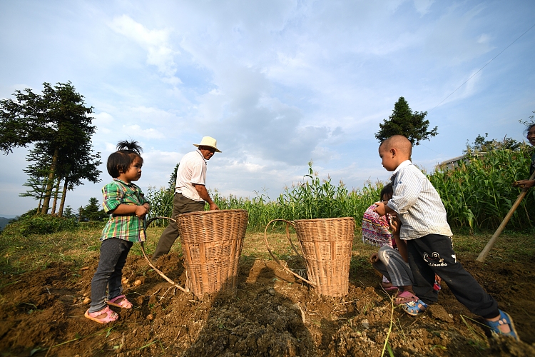 重庆:儿童暑假体验农耕艰辛