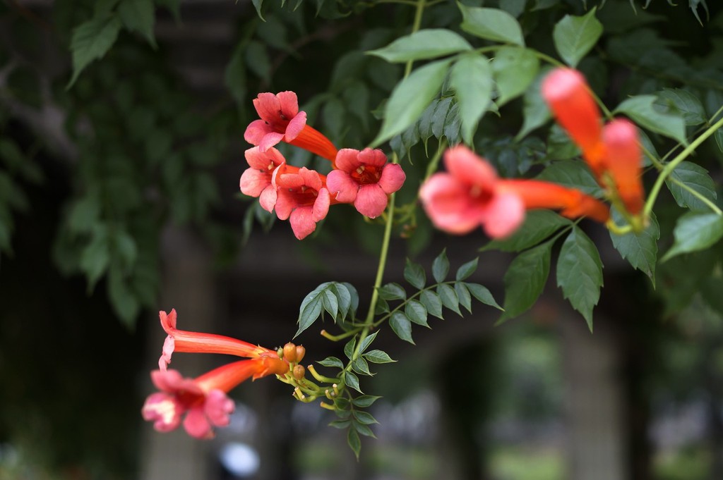 武汉大学凌霄花开 色彩夺目