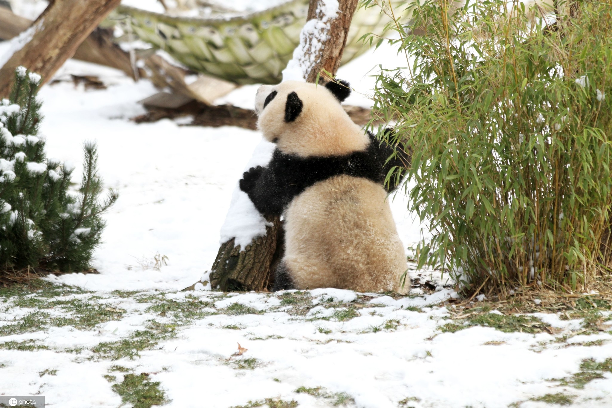 太萌了柏林动物园双胞胎大熊猫雪地嬉戏玩耍