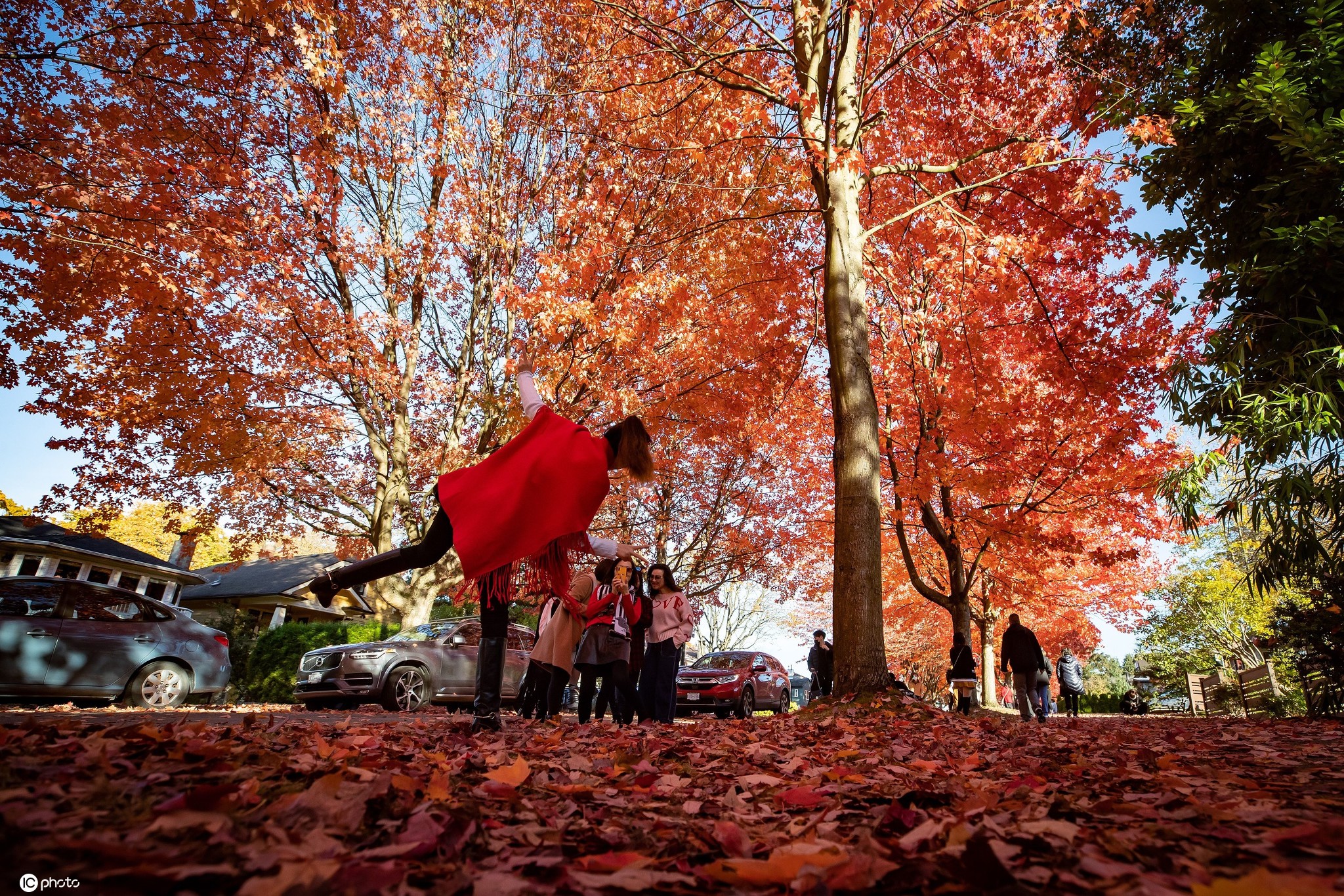 加拿大枫叶红似火 秋景"醉"游人