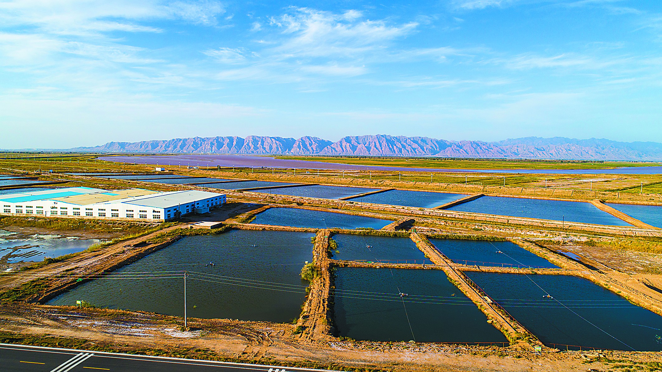 盐碱水虾塘的俯拍图