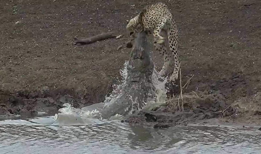 南非一猎豹在河边喝水