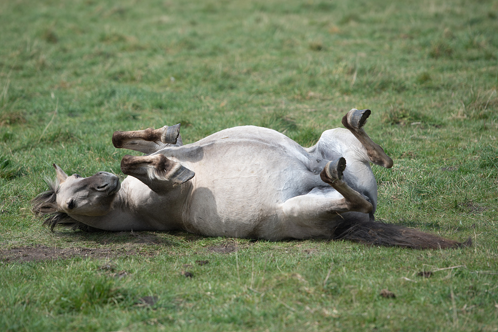 休息片刻!动物圈内也流行佛系"躺平"