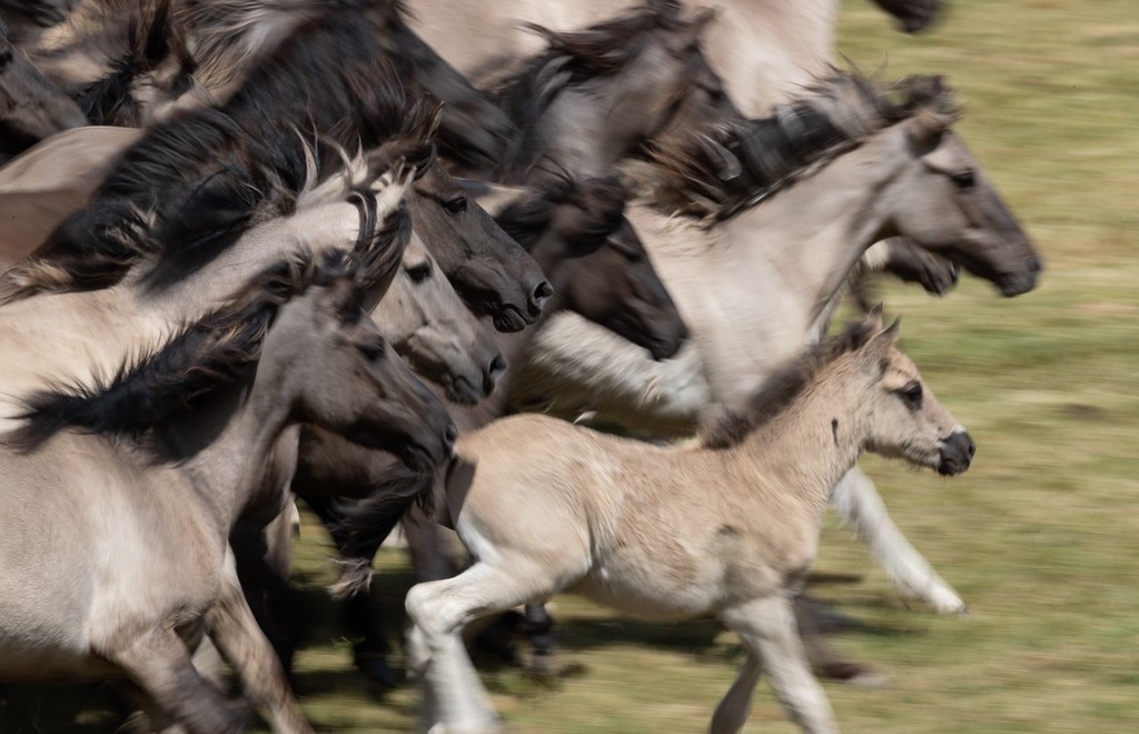 直击德国迪尔门竞技场 野马奔腾场面壮观