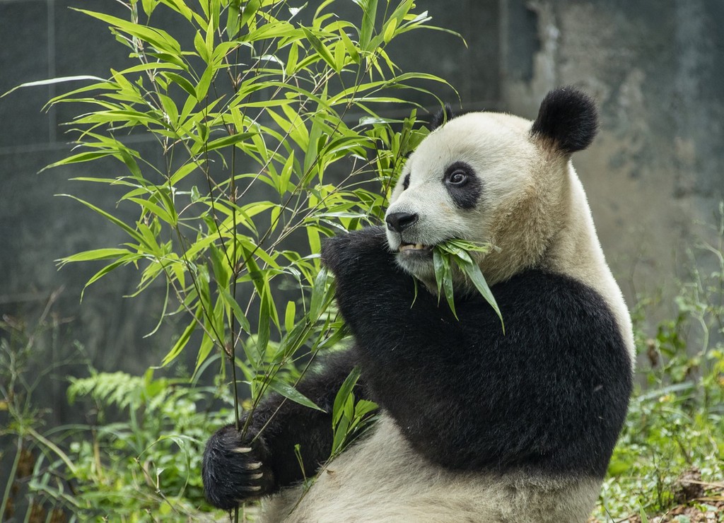 四川雅安:大熊猫萌态十足惹人爱