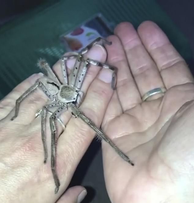 澳大利亚一女子养猎人蛛当宠物 任其在手上爬来爬去