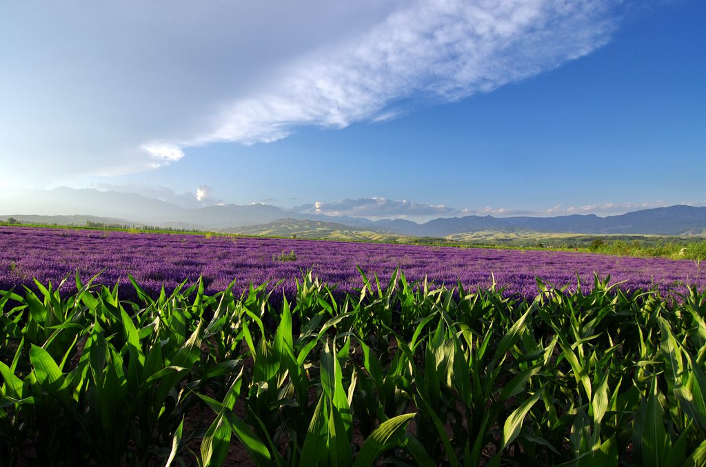 走近新疆伊犁大西沟薰衣草田世界三大薰衣草种植地之一