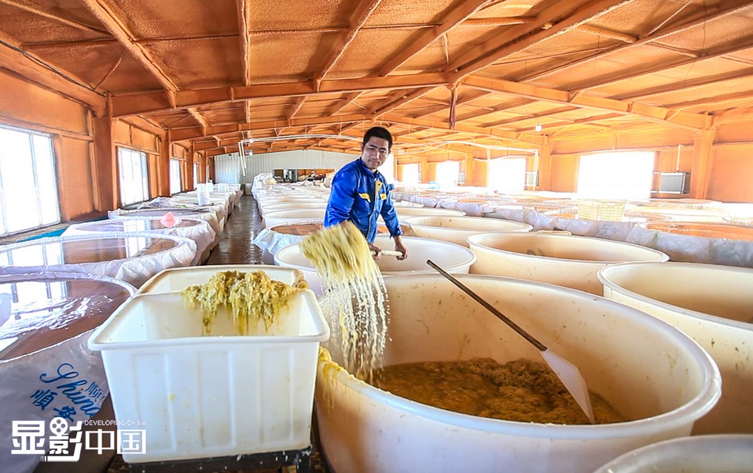 图为酸菜加工车间内,工人将腌制好的酸菜取出,准备装袋.