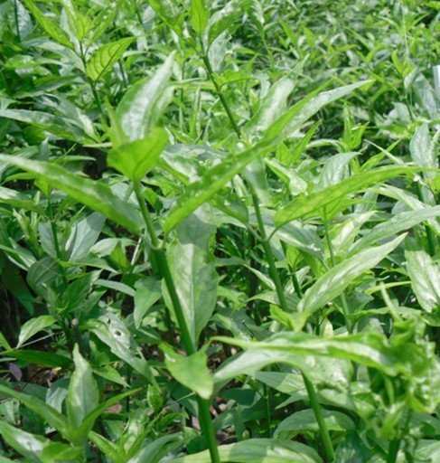 五指山忧遁草 图:五指山市委宣传部