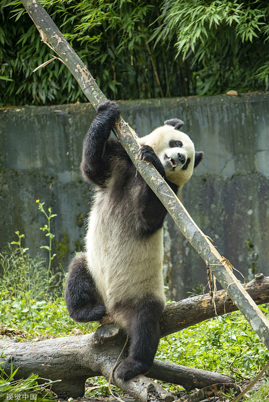 四川雅安:大熊猫林间嬉戏憨态可掬