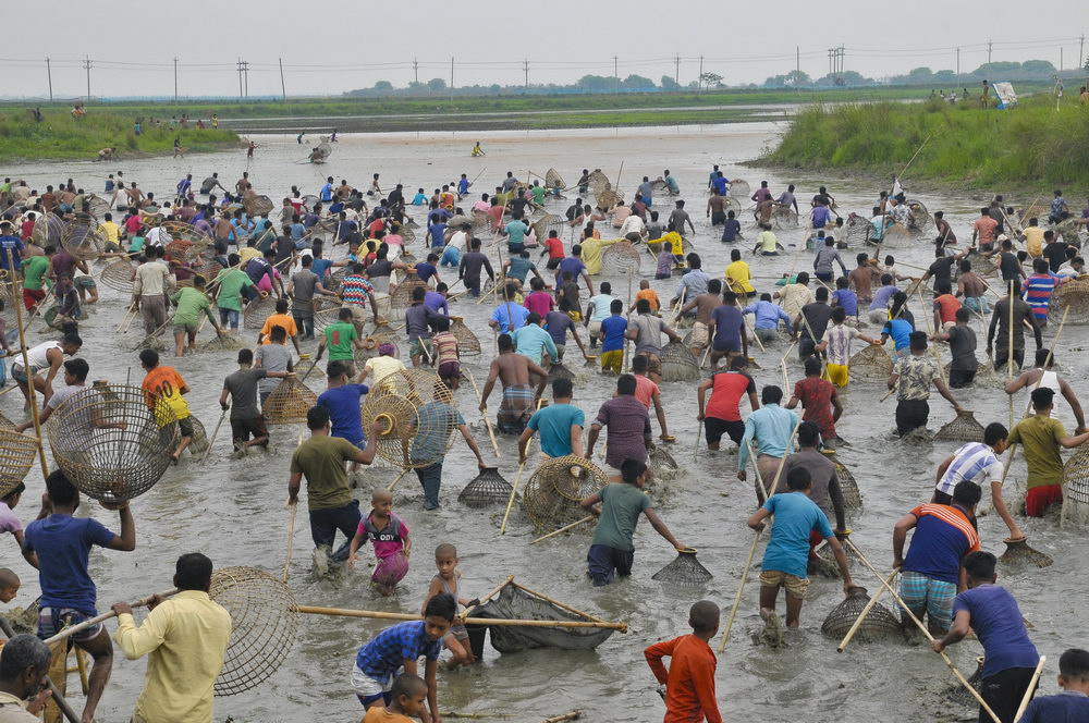 孟加拉国万人下河参加捕鱼节传统渔网怪异抓鱼效率却高