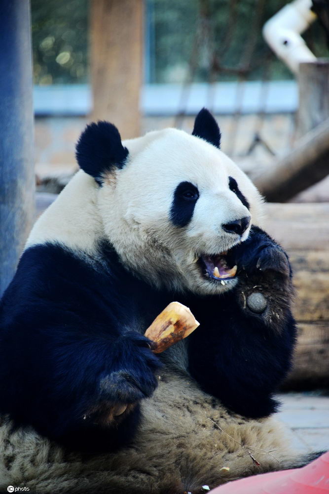 北京:熊猫大快朵颐进食竹笋