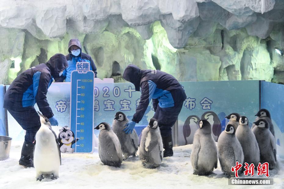 珠海十只新生帝企鹅宝宝与游客见面