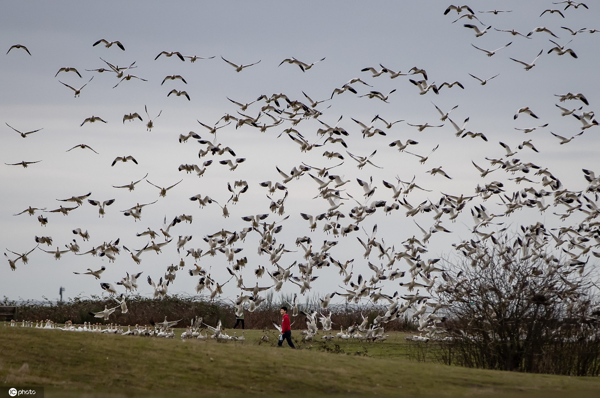 加拿大雪雁冬季迁徙空中飞翔密密麻麻