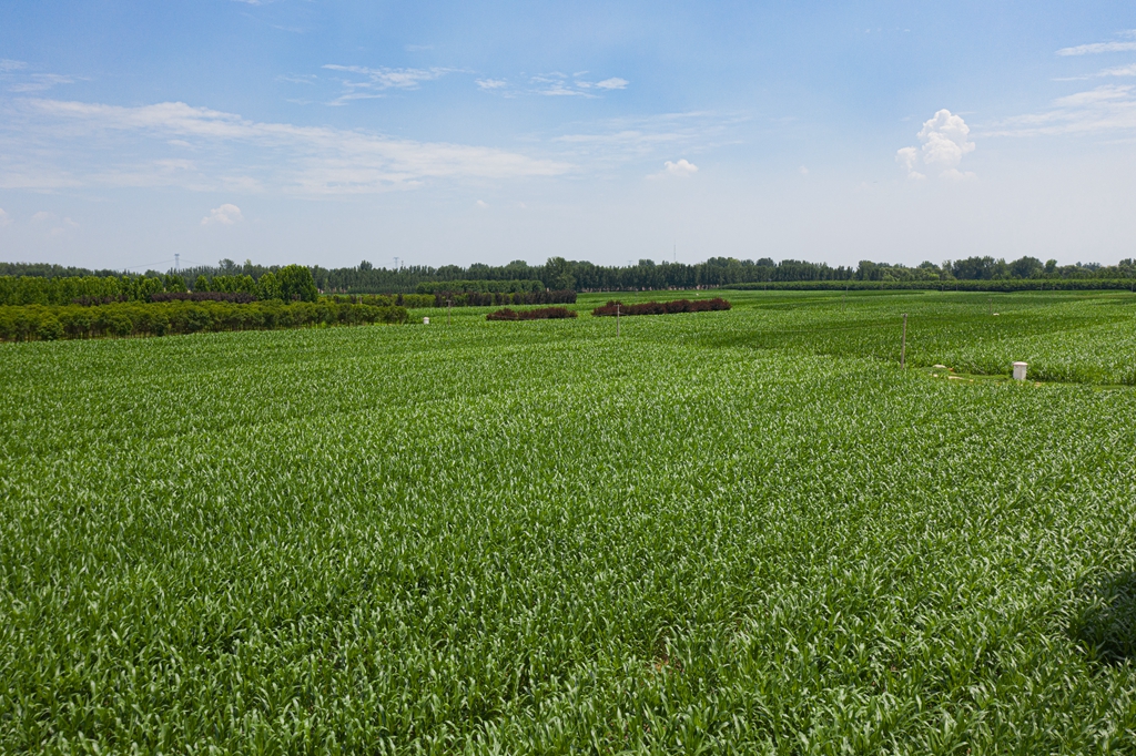 河南郑州:航拍黄河滩区玉米田 郁郁葱葱长势喜人