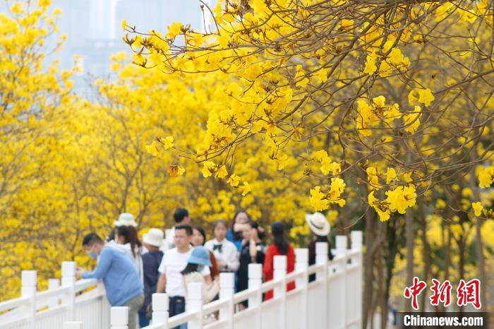 广西南宁黄花风铃木盛放 游客畅游"黄金花海"