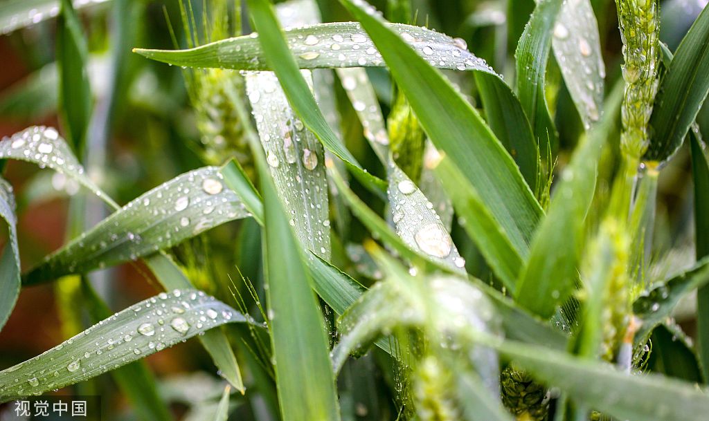 河北邯郸:小麦吐穗时 春雨降落润大地